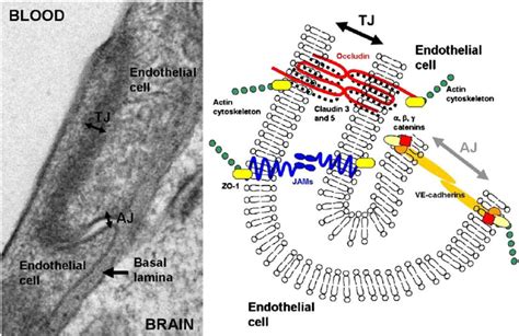 Tight Junctions On The Blood Brain Barrier Left Electron Microscopy