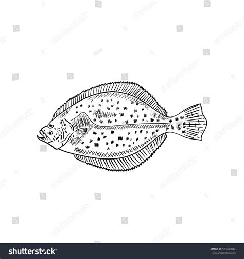 Fluke Fish Stock Vector 523280842 - Shutterstock