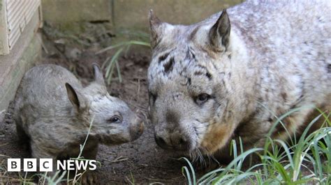 Wombat Mating Bite May Help Species Survive Scientists Say Bbc News