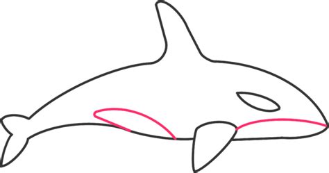 How To Draw An Orca In 6 Easy Steps For Kids