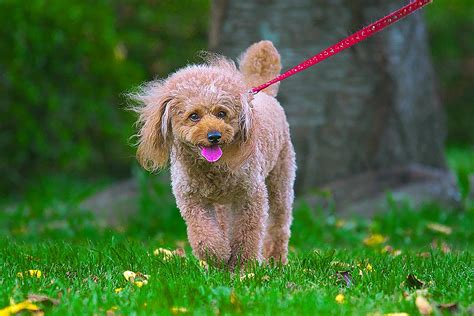 散歩時間の目安は？時間帯は？犬の散歩でよくある困り事を一挙解決！ワンクォール