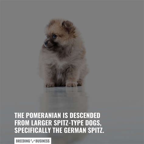 Breeding Pomeranians: A Must-Read Introduction