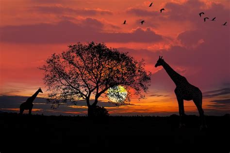 Premium Photo | African safari sunrise landscape