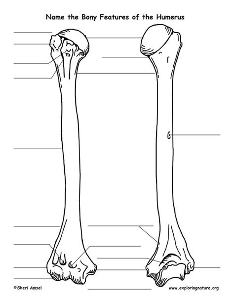 Humerus bone Diagram | Quizlet