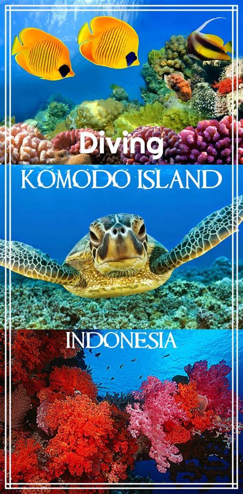 Diving Komodo Island Indonesia Best Dive Sites Choosing A Dive