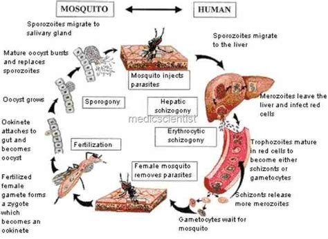 Protozoan Infection Pictures Photos