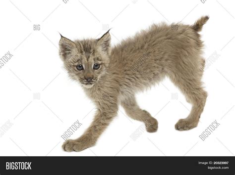 Baby Canadian Lynx