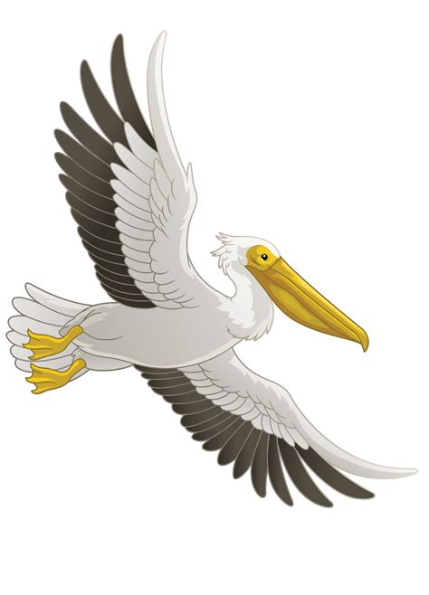 Great White Pelican Bird Flying 23172727 Vector Art at Vecteezy