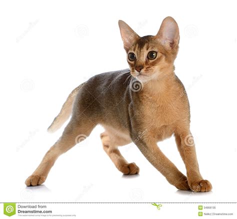 Gato Novo Abyssinian Isolado No Fundo Branco Imagem De Stock Imagem