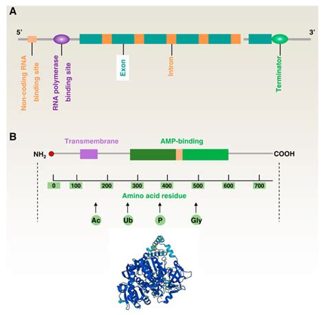 Biology Free Full Text The Acsl4 Network Regulates Cell Death And Autophagy In Diseases