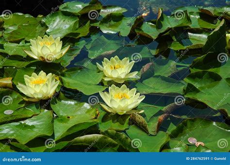 Yellow Water Lilies in Small Pond Stock Image - Image of reflection ...