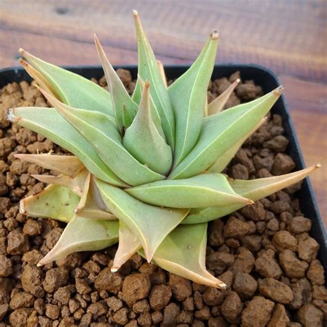 Haworthia Limifolia Var Glaucophylla Species Cactus Plants