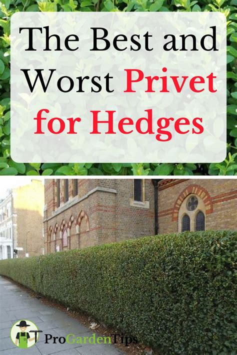 Privet are a common sight in many parts of the world. But which are the best and worst varieties ...