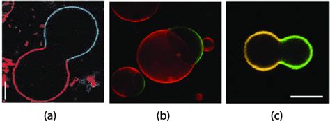 Domain Induced Budding Of Giant Vesicles As Predicted By Theory