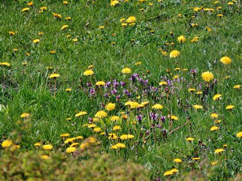 Wiese Blumen Pflanzen Kostenloses Foto Auf Pixabay Pixabay