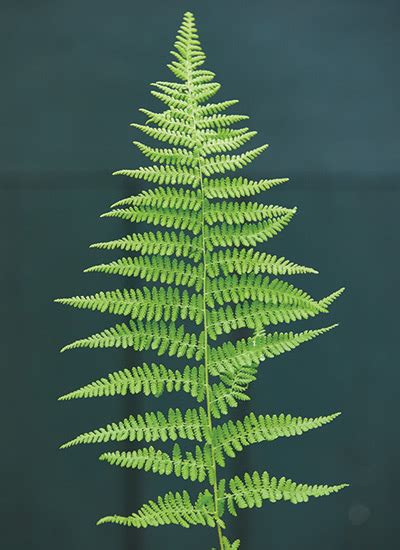 Ferns Plants Types