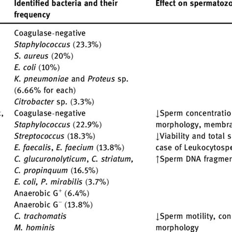 The Process Of Bacteria Promoted Sperm Agglutination The Agglutinating