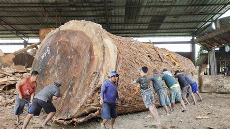 Aneh Kayu Besar Ratusan Tahun Hampir Tidak Mempan Di Gergaji Sawmill