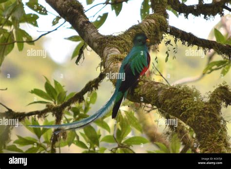 Male Resplendent Quetzal Pharomachrus Mocinno Monteverde Cloud Forest