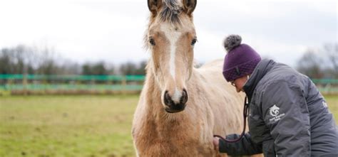 Zone Visits Horse Care Somerset Wiltshire Penn Equine Vets