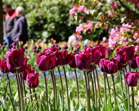 Tulip 'Purple Lady' bulbs — Buy online at Farmer Gracy UK