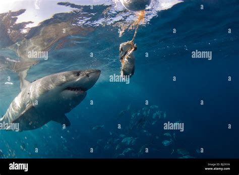 Great White Shark Carcharodon Carcharias With Bait Line Neptune