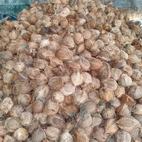 A Grade Pollachi Semi Husked Coconut Packaging Size Kg Coconut