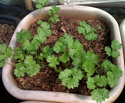 Como Plantar Coentros Em Vaso Como Plantar Coentro Horta Dicas