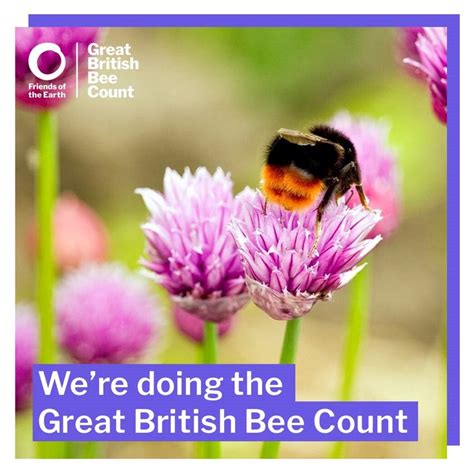 Join The 2018 Great British Bee Count