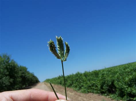 Threespike Goosegrass Presents Orchard Challenges West Coast Nut