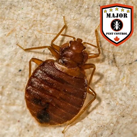 How To Move Without Taking Bed Bugs With You Major Pest Control Calgary