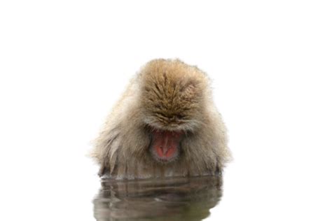 Snow Monkey Jigokudani Winter Japan, Wildlife, Spring, Bath PNG ...