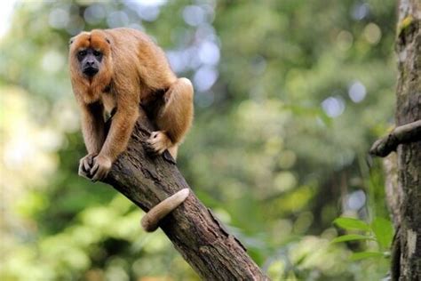 Macaco Mais Perigoso Do Mundo - Qual é o Macaco Mais Perigoso do Mundo ? | Mundo Ecologia