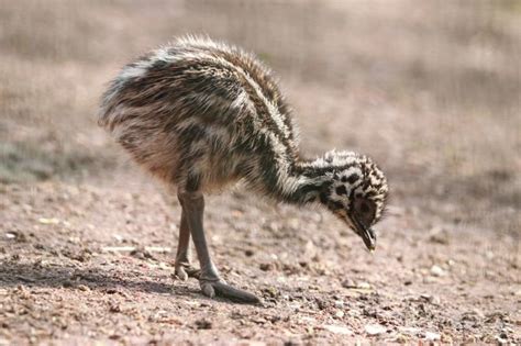 Chemnitzer Tierpark Freut Sich Ber Jungtiere Bei Den Emus Und K Ngurus