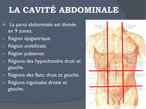 PPT LA CAVITE ABDOMINALE ET SES PAROIS PowerPoint Presentation Free