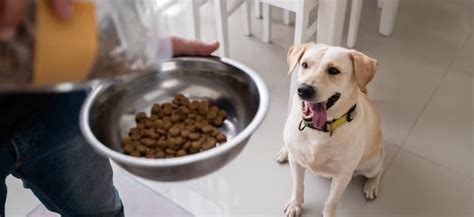 Canine Nutrition: Understanding Your Dog's Dietary Needs - The Savvy Sitter