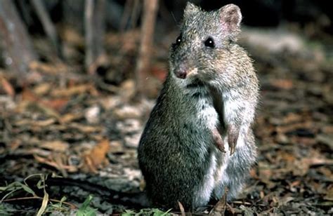 Potoroo - Alchetron, The Free Social Encyclopedia