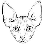 Hairless Sphinx Cat Face Graphics Outline Stock Vector Image By