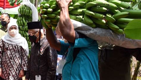 Kuasai Sepertiga Pangsa Pasar Pisang Nasional Jatim Siap Tembus Global