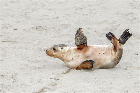 newborn australian sea lion on sandy beach background 18754134 Stock Photo at Vecteezy