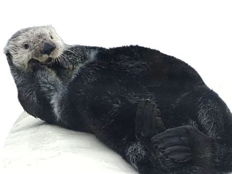 Sea Otter Cam Detroit Zoo