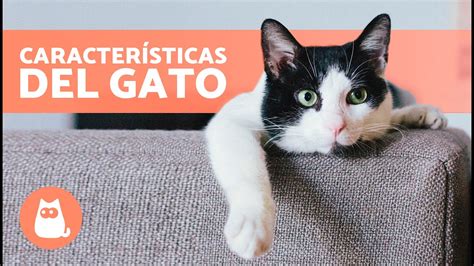 7 CaracterÍsticas De Los Gatos 🐱 Origen Características Físicas Personalidad Y Razas Youtube