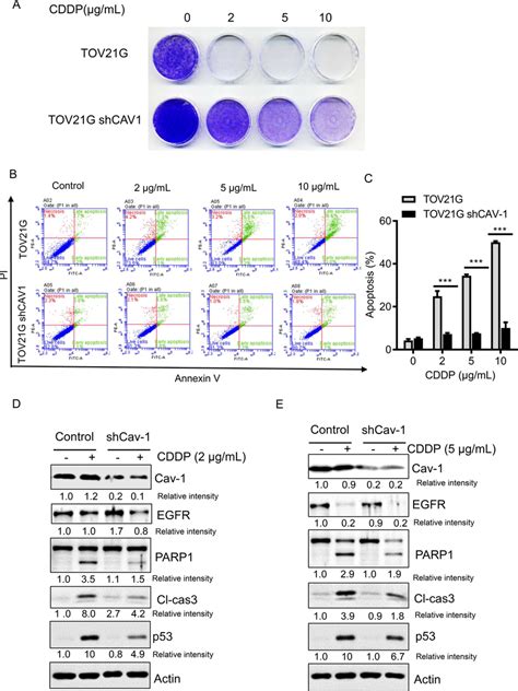 Cav 1 Silencing In TOV21G Cells Promotes Resistance To Cisplatin A For