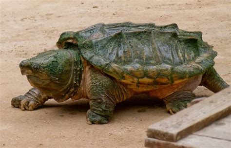 Alligator Snapping Turtle Bite Force : Some myths claim that alligator snapping turtles are ...