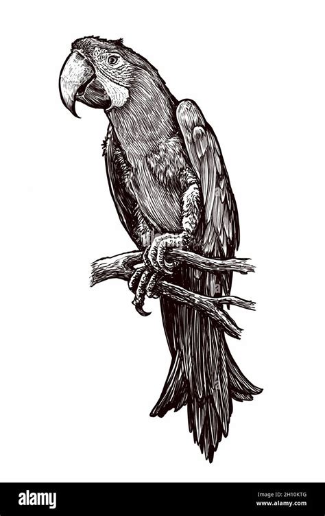 Parrot drawing, parrot artwork, pen and ink, Wild bird drawing, Wild bird artwork, Jungle bird ...