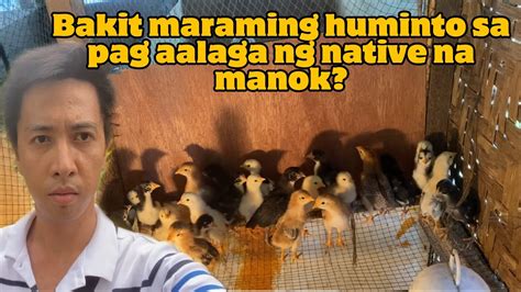 Bakit Marami Ang Huminto Sa Pag Aalaga Ng Native Na Manok Youtube