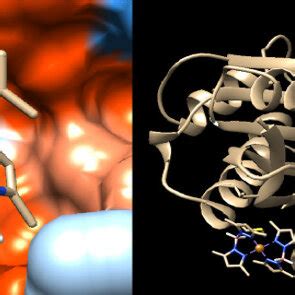 Molecular Docking Modeling Between Complex Cu H 2 B Pz Me2 2 2