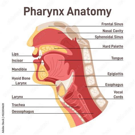 Upper Respiratory Tract Anatomy Pharynx Cross Section Diagram Stock