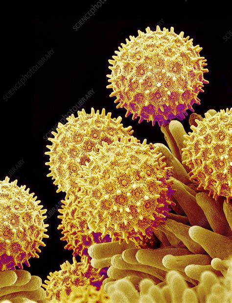 Morning Glory Pollen Grains SEM Stock Image B786 0918 Science