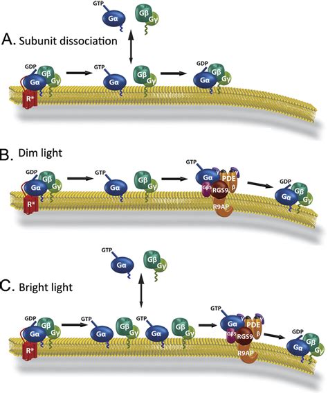 Mechanism of transducin translocation. A, the translocation of ...